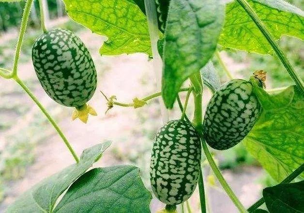 老鼠瓜种植时间及技术，老鼠瓜是什么瓜（农业种植“迷你”品种）