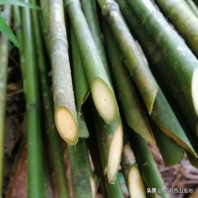 草本植物有哪些，你看到的竹子原来不是“树”（开花的草本植物有哪些）