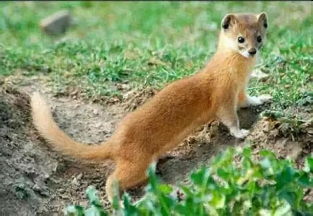 黄鼠狼长什么样子，黄鼠狼身上长什么样（也许需要一次正名）