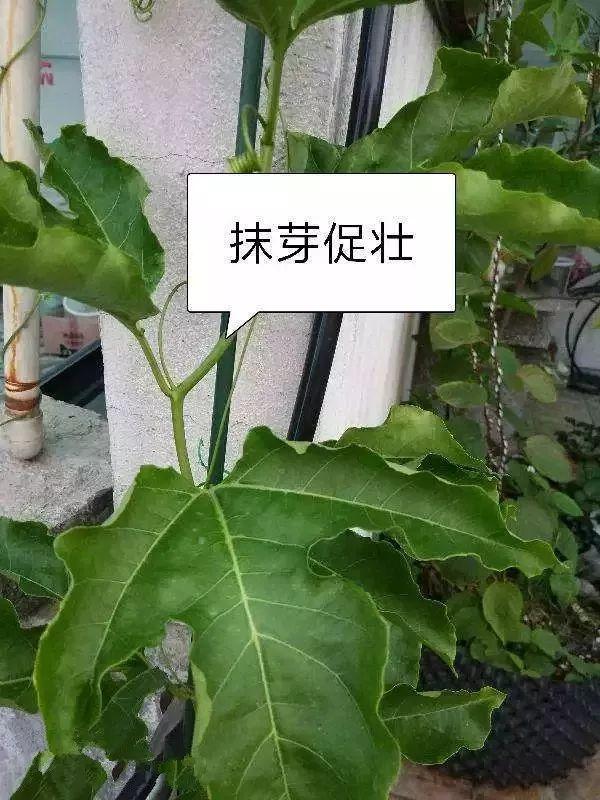 霸王花是火龙果的花吗，昙花、霸王花、火龙果花和令箭荷花的区别（奶奶把一根枝插土里）