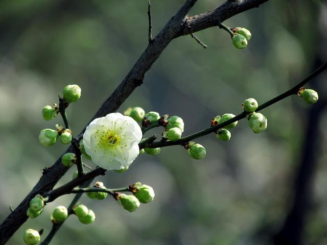 梅花什么颜色，冬天的梅花什么颜色（在古诗词中优雅地绽放）