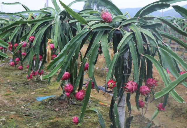 红心火龙果功效与作用营养价值，红心火龙果的营养价值与食用功效（红心火龙果能排毒、养颜、抗衰老吗）