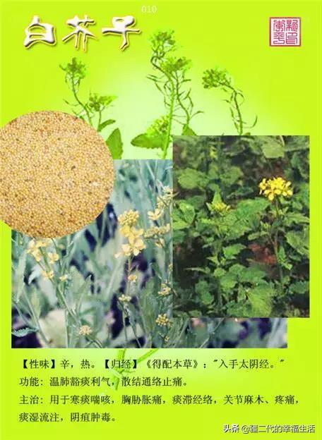 常见中草药图谱，中草药经典图谱（让你知道常用药都长啥样）