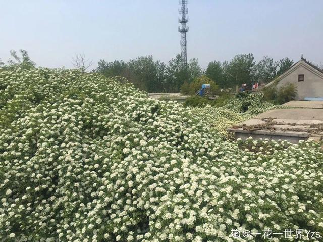 一梦两三年一花一世界网名，一梦两三年一花一世界微信昵称（千年的紫藤树···5种花越老越值钱）