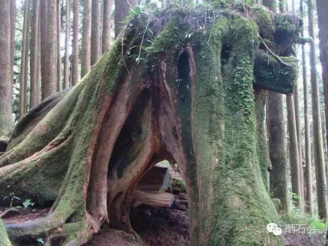 中国十大稀有珍贵名木，中国十大珍贵树种有哪些（中国十大千年古树欣赏）