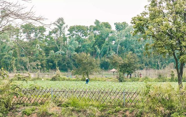 观澜属于深圳哪个区,观澜属于深圳哪个区地图(观澜,景美人少) 观澜属于深圳哪个区,观澜属于深圳哪个区地图(观澜,景美人少)