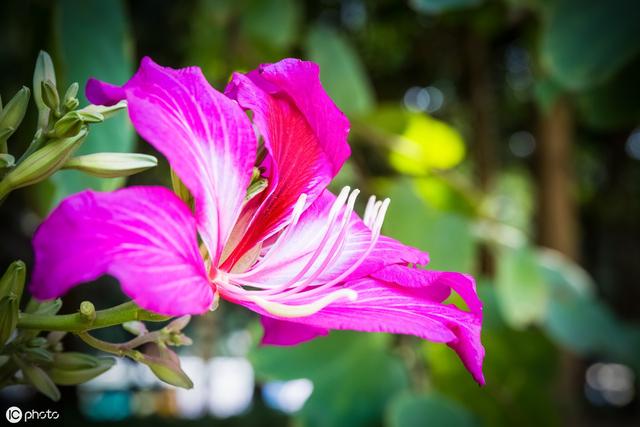 香港的市花是什麼,紫荊花樹圖片(香港的市花——紫荊花)