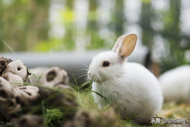 兔子喜欢被怎么摸，兔子什么举动是认主了