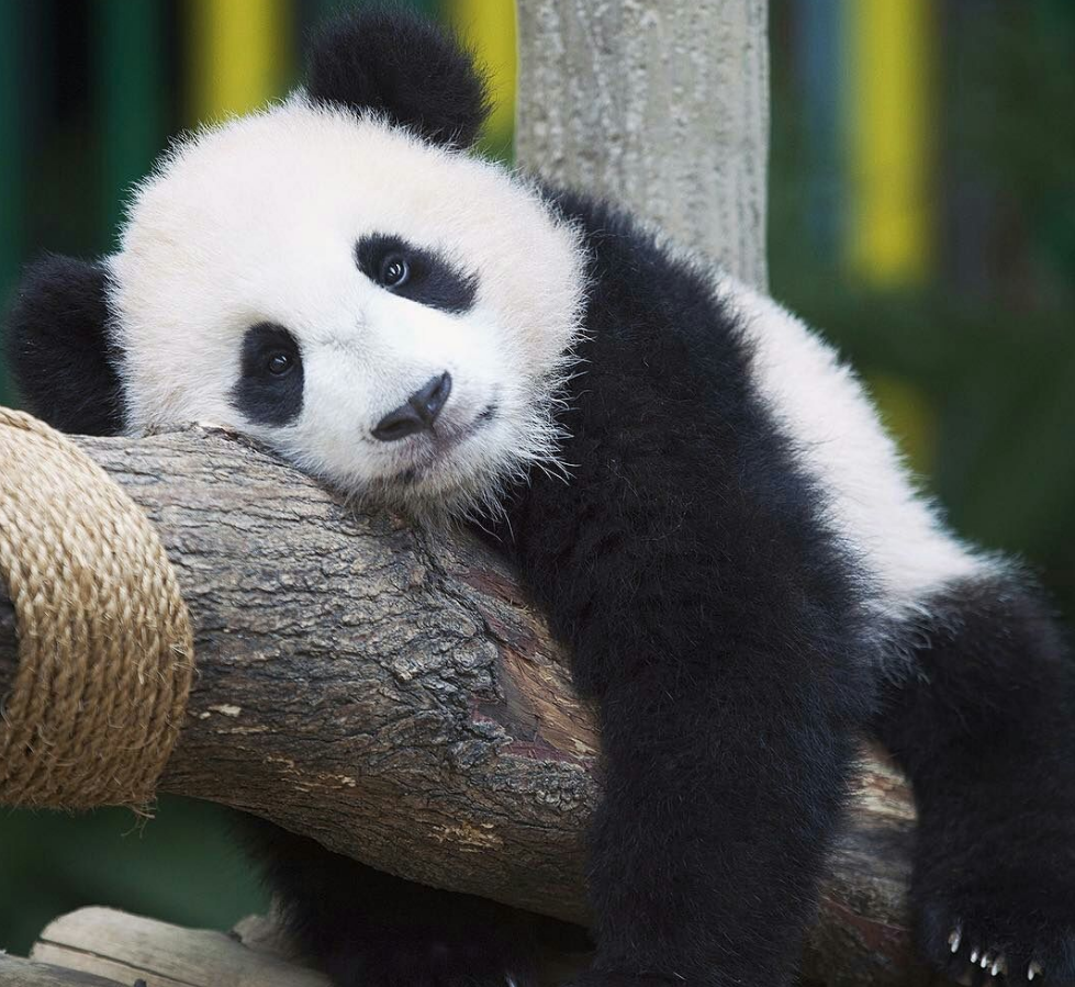 节节高竹炭（竹子开花是）