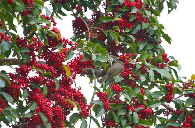五味子种植技术与栽培管理，五味子的栽培技术和管理（让你轻松学会种植）