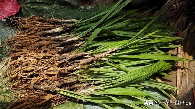 仙茅参中药材，中草药仙茅图片与功效（30元一斤成稀罕货）