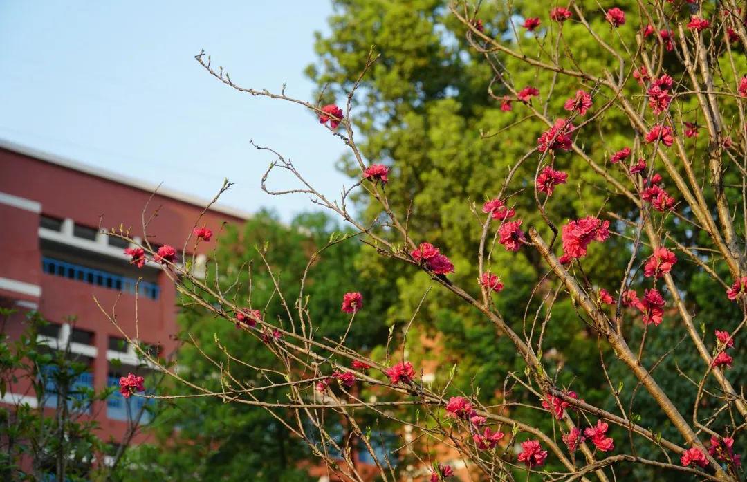 绵阳最好的学校（四川绵阳名列前茅4所知名好高中）