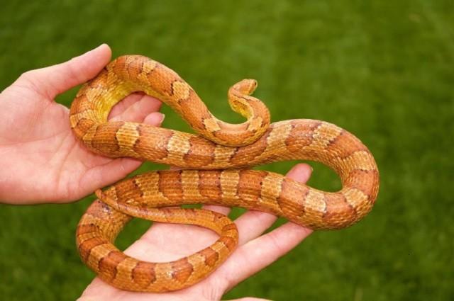 蛇怕什么，蛇怕什么东西房前屋后放什么防止蛇（打蛇为什么说要打“七寸”）