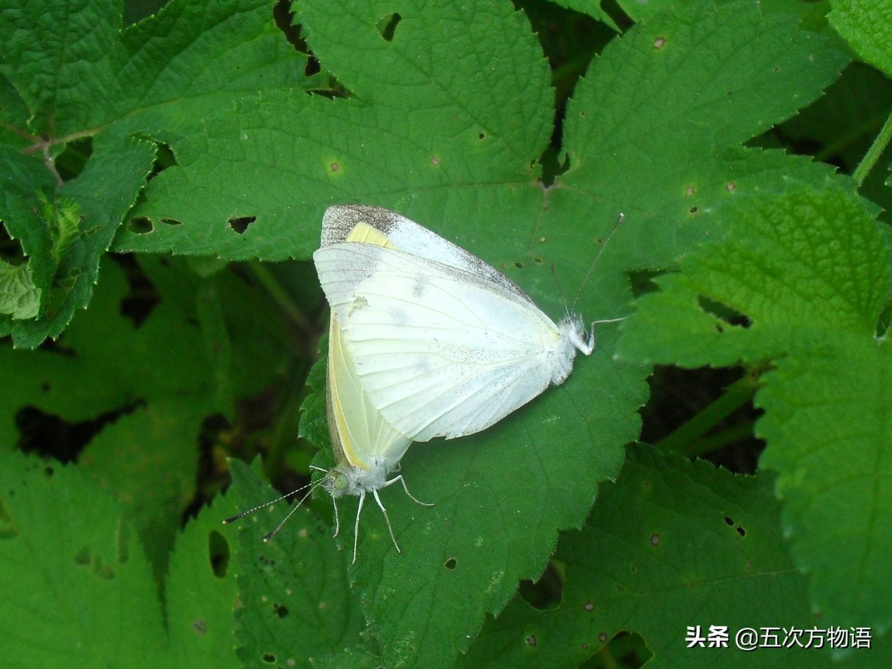 蝴蝶的种类，蝴蝶的种类及图片（青岛常见蝴蝶图鉴）