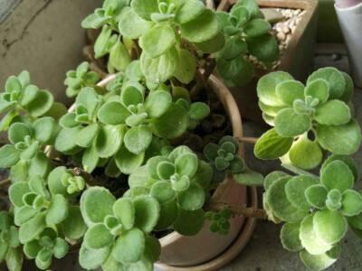 碰碰香的养殖方法，碰碰香怎么养（碰碰香怎么养才会长得更好）