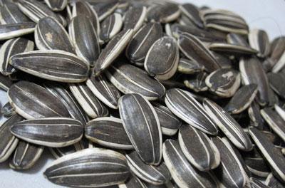 向日葵叶，向日葵种植技术（向日葵叶子图片）