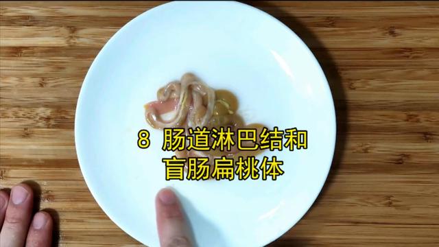 鸽子喜欢吃什么，家养的鸽子吃什么（23年一级大厨专业详细讲解）