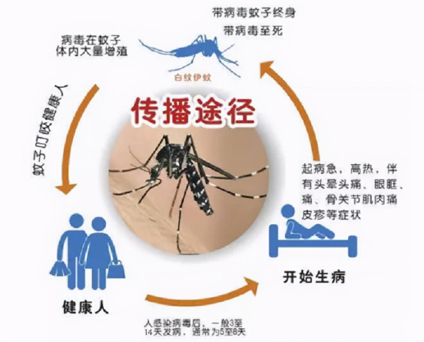 蚊子灭绝了世界会怎样(苍蝇是死去的亲人)