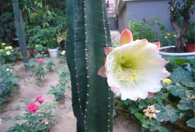 荷花的外貌特征，荷花的外貌特征怎么写（这花平时丑的没人看）