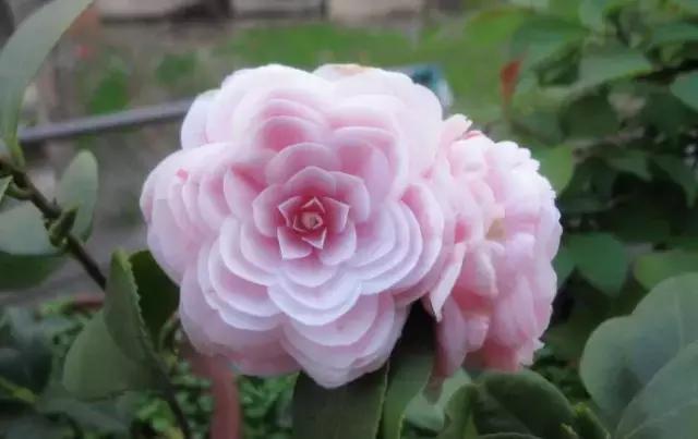 如何识别六角大红茶花，如何识别六角大红茶花的真假（带你认识名贵茶花品种）