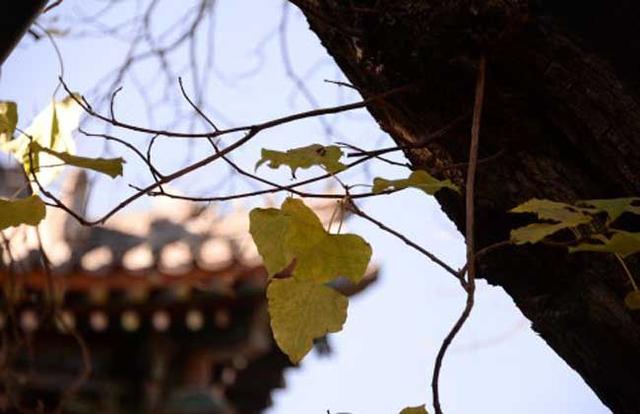 什么是农历，阴历、阳历、农历到底有什么区别