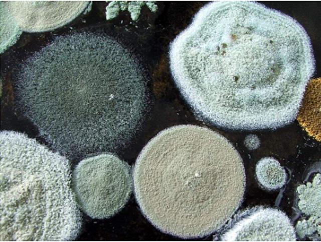 泡木耳需要注意什么，泡木耳需要注意什么饮食（木耳为什么不能这样泡着吃）