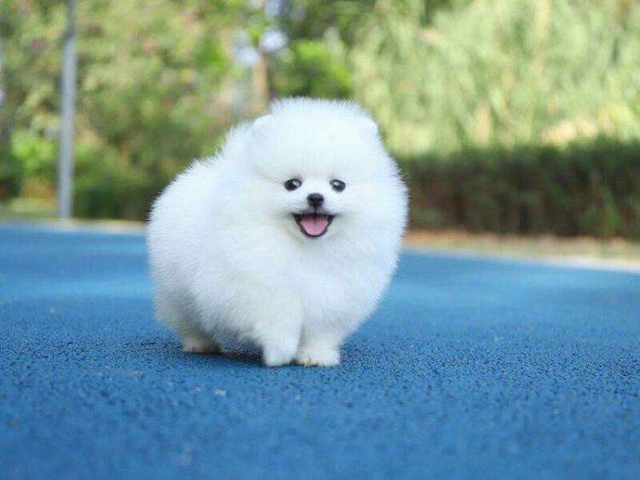 十大适合家养的小型狗，小型宠物狗有哪些（15种适合家庭喂养的小型犬）