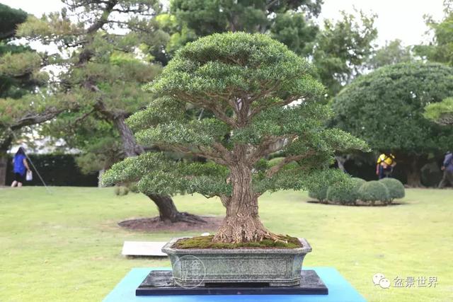 黄杨木盆景养护注意事项，怎样养黄杨木盆景（一组黄杨盆景精品欣赏）