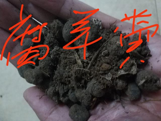 兰花最实用的肥料，兰花施什么肥最好（兰花最喜欢的“有机肥”）