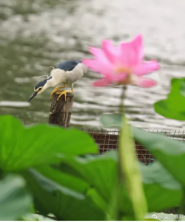 夏雨荷大明湖畔在哪里，大明湖畔的夏雨荷在哪个城市（快来跟“夏雨荷”见个面）