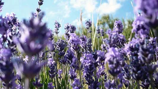 薰衣草花语和寓意，白色薰衣草花语和寓意（有个关于薰衣草美丽的传说）