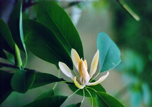 国家一级保护植物的名单，国家一级保护植物简介（植物世界丨国家一级重点保护野生植物名录）