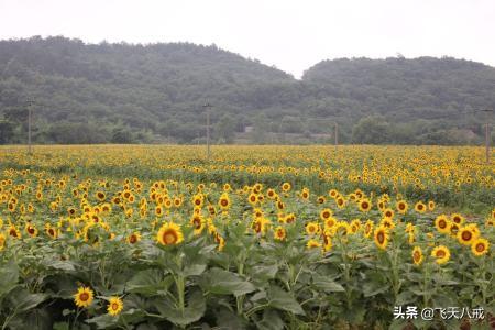 南京景点介绍，南京一日游必去景点推荐（南京九个不得不去的小众景点）