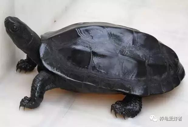 西非侧颈龟怎么养,西非侧颈龟怎么养成浅色(看完之后会想要一只吗) 西非侧颈龟怎么养,西非侧颈龟怎么养成浅色(看完之后会想要一只吗)