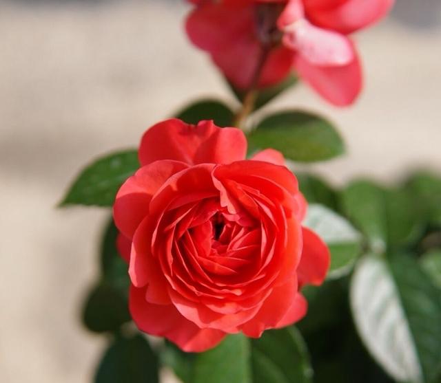 好看的月季花叶片，适合新手养的“2种月季”