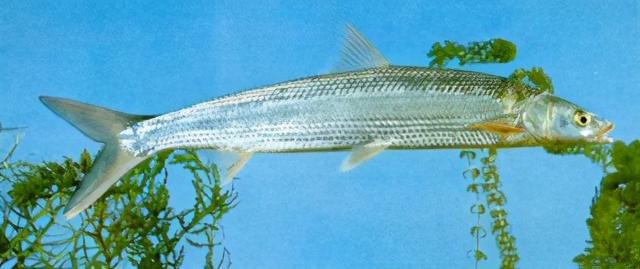 淡水观赏鱼种类，淡水观赏鱼的种类大全！（中国淡水观赏鱼图集<一>）