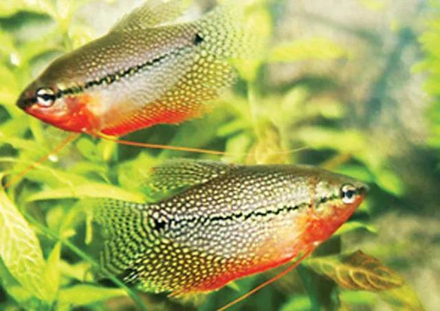 彩裙鱼能和什么鱼混养，十大养不死的热带鱼（<珍珠马甲鱼\u0026蓝曼龙\u0026五彩丽丽>）