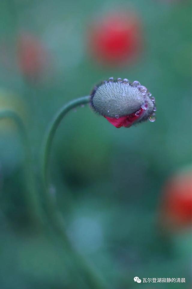 野罂粟(野罂粟图片,美丽却"邪恶"的罂粟花(野罂粟长什么样)
