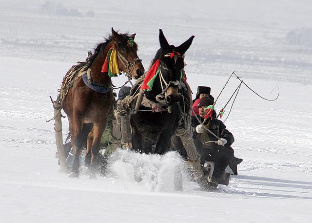 奔跑中的狼怎么画，奔跑动画的狼的图片（雪原狼争先恐后跑上陷阱张牙舞爪）