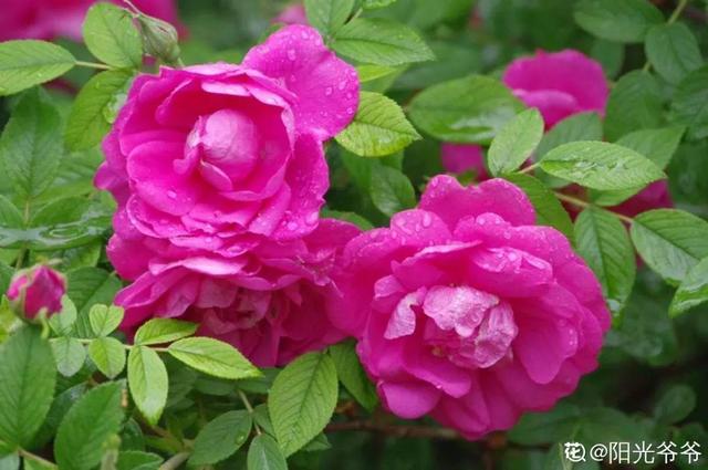 不锈钢盆可以放烤箱吗，烤箱里可以放不锈钢盆吗（10种花最养人）