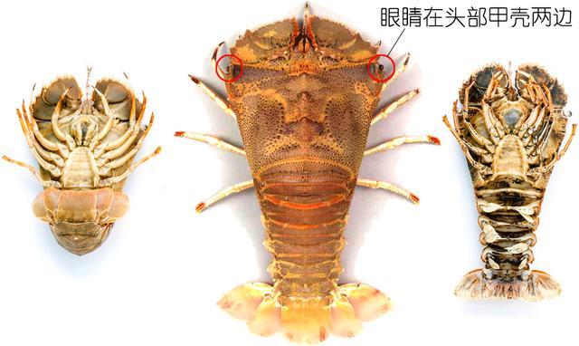 北极甜虾和普通虾的品种区别，如何鉴别对虾、罗氏虾、北极甜虾……一文解决“虾”认识