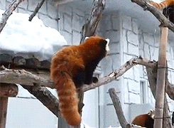 乌鸦为什么是黑的，乌鸦为什么是黑的是中国第一部（天下乌鸦可不是一般黑）