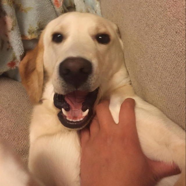 串串狗是什么意思，串串狗是土狗吗（你知道为什么\