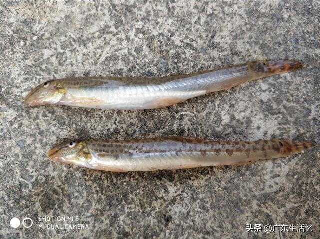 塘鲺和鲶鱼的区别，塘鲺和鲶鱼如何区分（儿童时捉过的虾、塘蟹、塘角、庞皮斯、影公、泥鳅）