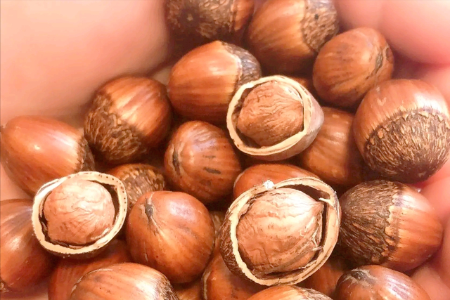 澳洲坚果，已有3000多年历史（澳洲坚果多少钱一斤）