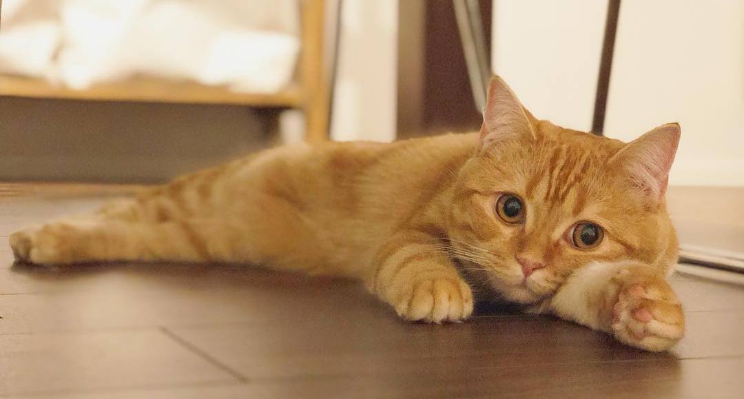 猫咪发情怎么缓解(怎样判断猫咪发完情了)