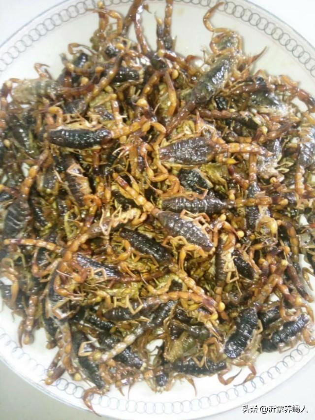 炸蝎子有没有毒，蝎子能直接炸吗（吃油炸蝎子需要注意了）