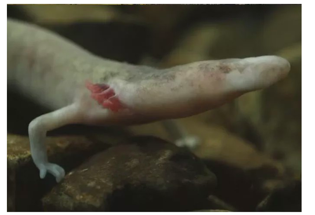 树懒和考拉的区别，树懒是什么动物（这种像龙的生物堪称地球最懒生物）