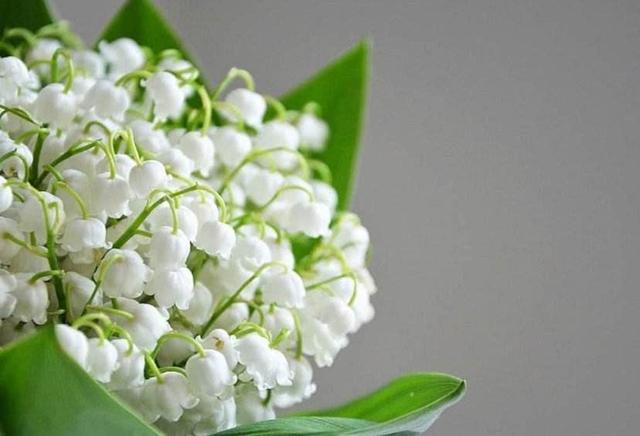 风铃草的花语是什么，风铃草的花语和寓意（并有“一生只爱一个人”的美好花语）