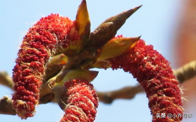 杨树花(杨树花图片,杨树花在树上过冬吗(以前北方人